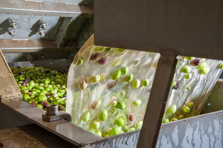 The process of olive washing and defoliation in the chain production of a modern oil millの写真素材