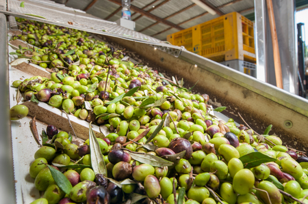 Conveyor belt of a modern oil mill carrying olives from the loading funnel to the defoliator machineの写真素材