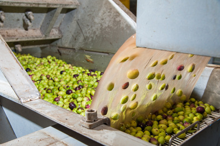 The process of olive washing and defoliation in the chain production of a modern oil millの写真素材