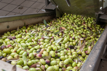 Conveyor belt of a modern oil mill carrying olives from the loading funnel to the defoliator machineの写真素材