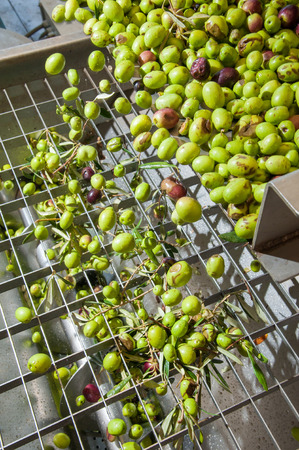 Just washed olives falling through a defoliator filter in the machine for millingの写真素材