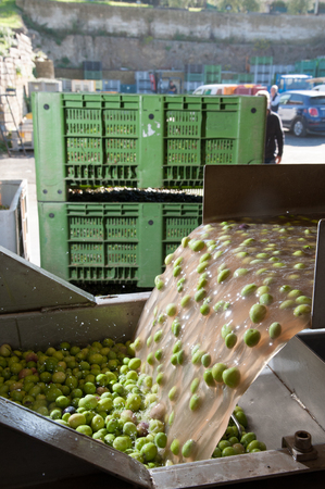 The process of olive washing and defoliation in the chain production of a modern oil millの写真素材