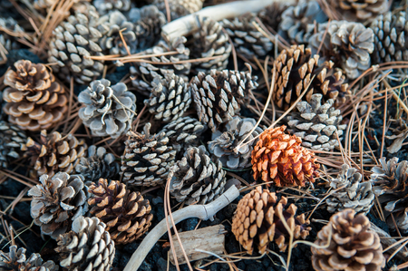 Close-up view of cone pines on the  groundの写真素材