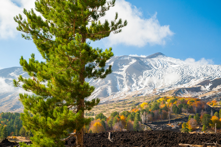 Pine tree on the northern side of Mount Etna and the snowy peakの写真素材