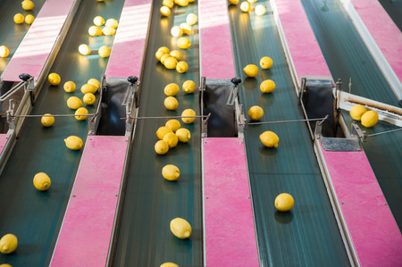 Lemons of the variety Female Siracusan on the conveyor belt for calibration phaseの写真素材