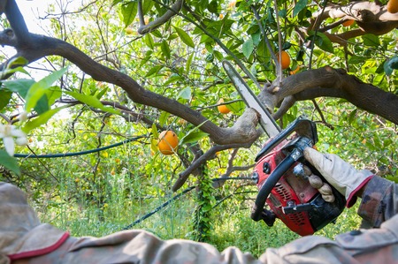 A farmer pruning orange trees with an electric saw after harvest time