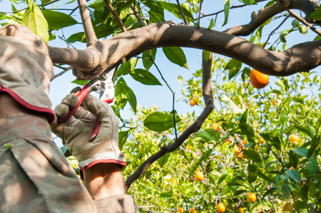 A farmer pruning orange trees with shears after harvest timeの写真素材