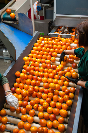 The manual selection of fruits: workers ckecking oranges to reject the second-rate onesの写真素材