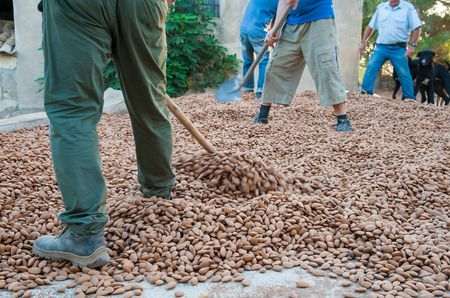 Farmers putting just picked almonds on the ground for the solar drying process, Noto, Sicilyの写真素材