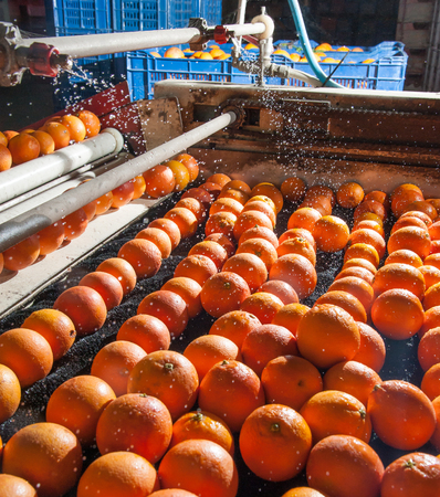 Tarocco oranges in the carriage during the washing process