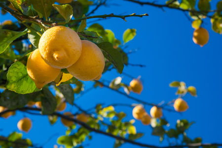 Lemons on tree in a citrus grove during harvest time in Sicilyの写真素材