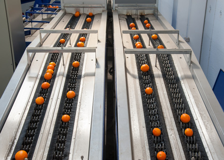 Sicilian tarocco oranges during the calibration process in a modern production lineの写真素材