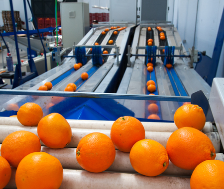 Just selected and waxed tarocco oranges in the conveyor belt ready to be calibratedの写真素材