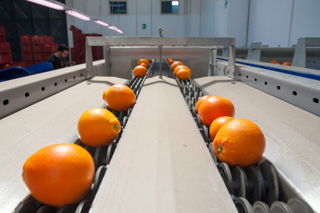 Sicilian tarocco oranges during the calibration process in a modern production lineの写真素材