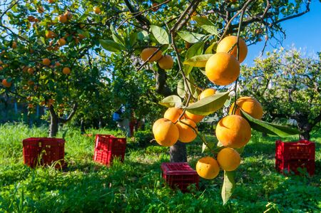 View of some tarocco oranges on tree during harvest time in Sicilyの写真素材