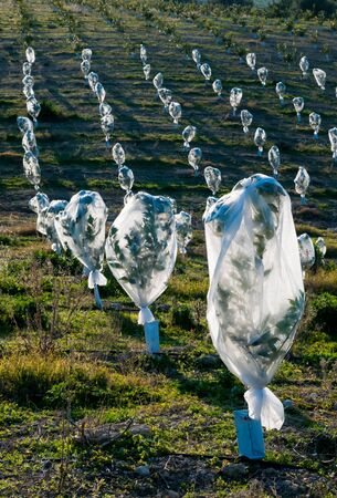 Young orange trees covered with an anti hail protectionの写真素材