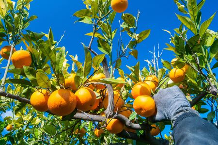 Hands of a farmer while picking oranges during harvest timeの写真素材
