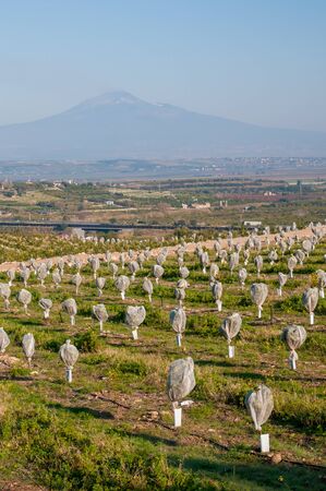 Young orange trees covered with an anti hail protectionの写真素材