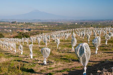 Young orange trees covered with an anti hail protectionの写真素材