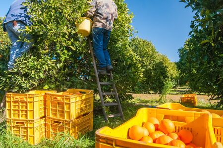 Close-up view of some tarocco oranges on a box during harvest time in Sicilyの写真素材