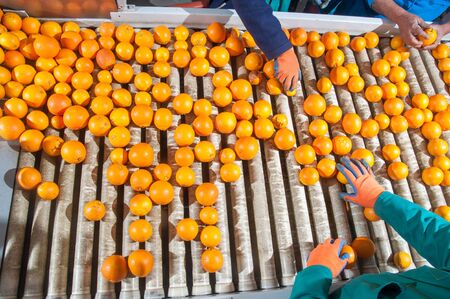 The manual selection of fruits: a worker ckecking oranges to reject the seconde-rate onesの写真素材
