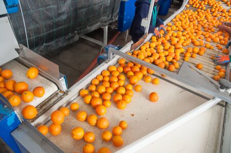 The working of citrus fruits: tarocco oranges on the conveyor belt before the manual rejectionの写真素材