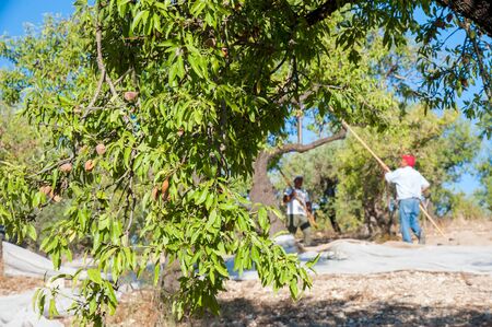 Farmers at work during almond harvest time, Noto, Sicily, august 18, 2020の写真素材