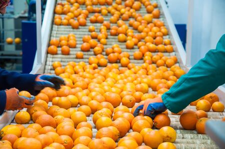 The manual selection of fruits: a worker ckecking oranges to reject the seconde-rate onesの写真素材