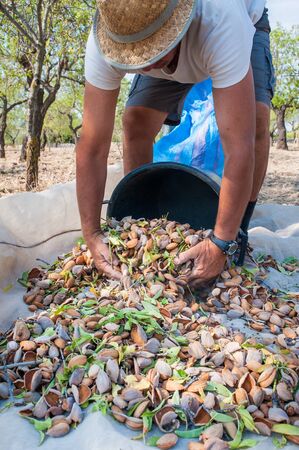 Pickers at work while fulling pails with just picked almonds, Noto, Sicilyの写真素材