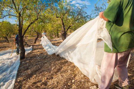 Farmers at work during almond harvest time, Noto, Sicily, august 18, 2020の写真素材