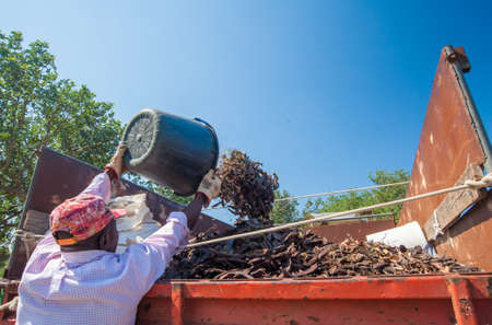 Picker unloading his pail in a truck full of just picked carobs during harvest time in the province of Ragusa, Sicilyの写真素材