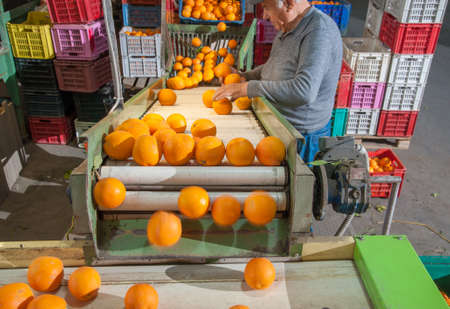 Workers in a warehouse during the initial selection phase of tarocco oranges, Lentini, Sicily, April 20 2021のeditorial素材