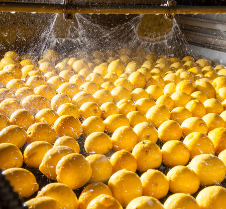 Primofiore lemons of the variety Femminello Siracusano during the washing processの写真素材