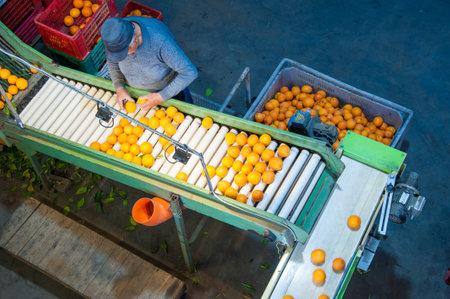 The production line of citrus fruits: workers in a warehouse during the initial selection phase of...