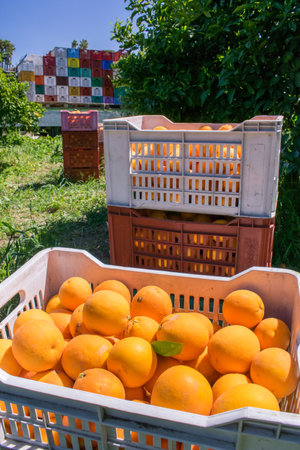 View of tarocco oranges on boxes during harvest time in Sicilyの写真素材