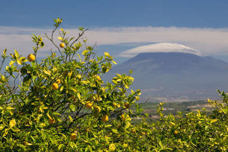 View of some orange trees in a sicilian citrus grove, mount Etna in the backgroundの写真素材