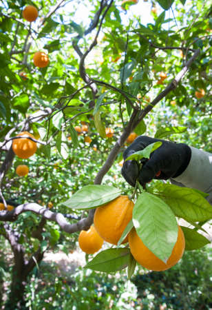 Hands of a farmer picking oval orange fruits with leaves during harvest time in Sicilyの写真素材