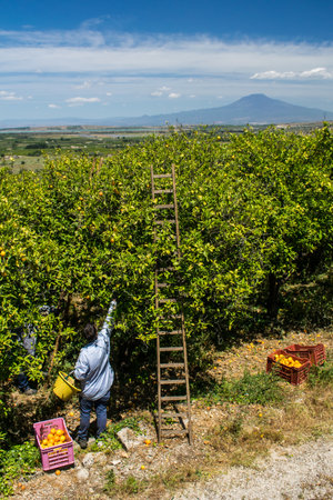 Orange pickers at work in Sicily, mount Etna in the backgroundの写真素材