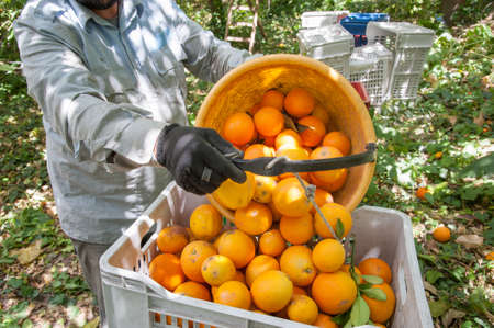 Orange picker at work unloading a basket full of oranges in a bigger fruit box during harvest season in Sicilyの写真素材