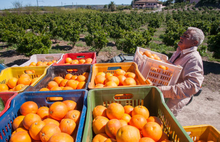 View of tarocco oranges on boxes during harvest time in Sicily, Augusta-Sicily, April 9 2021のeditorial素材
