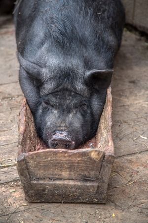 Pot-bellied pig lies in the trough on the farm