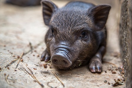 Curious little piglet on a farm looking at the cameraの写真素材