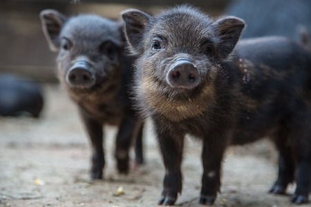 Funny black piglet on a farm looking at the camera with curiosityの写真素材