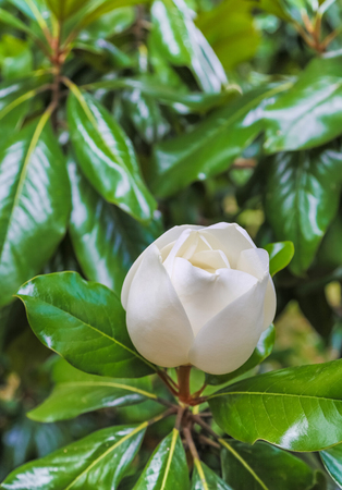 white magnolia flower close-up half-open on brilliant background tree leavesの写真素材