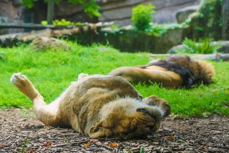 Family of lions sleeping in the aviary. Lioness in the foreground in focus, the lion in the...