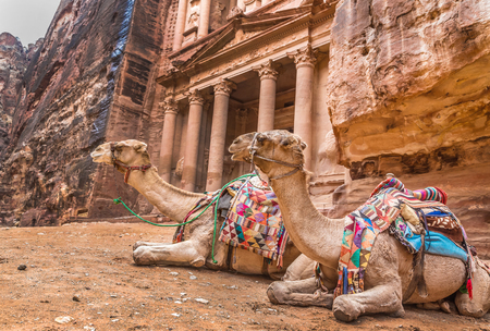Two bedouin camels rests near the treasury Al Khazneh carved into the rock at Petra, Jordan. Petra is one the New Seven Wonders of the Worldの写真素材