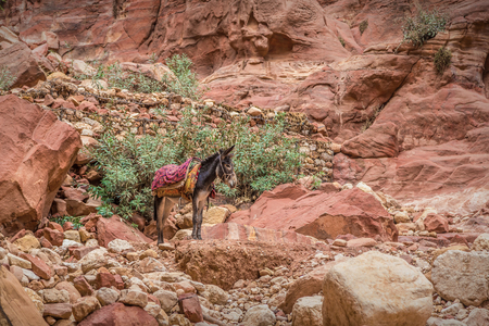 Bedouin donkey resting surrounded by the rose red landscape, Petra, Jordan. Petra is one the New Seven Wonders of the World.の写真素材
