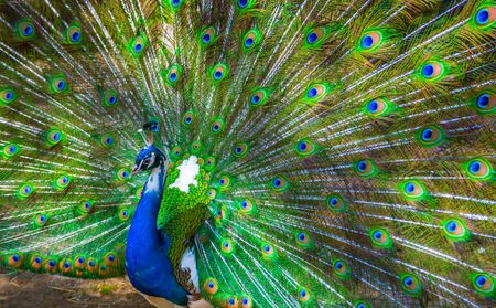 Peacock. Portrait of male peacock displaying his tail feathers.の写真素材