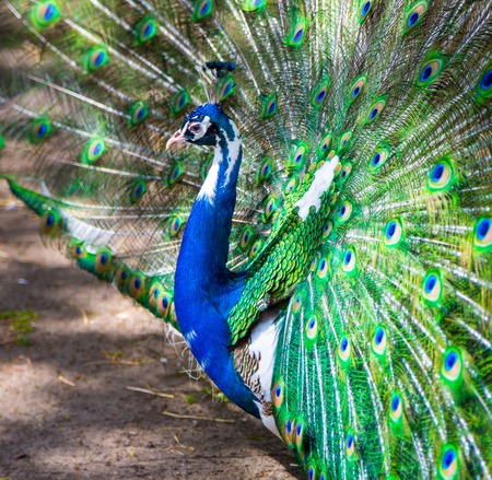 Peacock. Portrait of beautiful peacock with feathers out.の写真素材