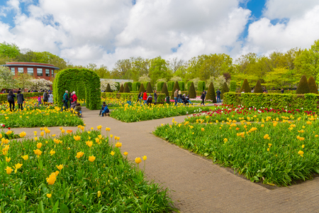 Lisse, Netherlands - May 7, 2016: Flower bed of colourful tulips in spring. Colorful tulips in the Keukenhof garden, Holland Netherlands. Fresh blooming tulips in the spring garden. Tulip Flower Field.のeditorial素材